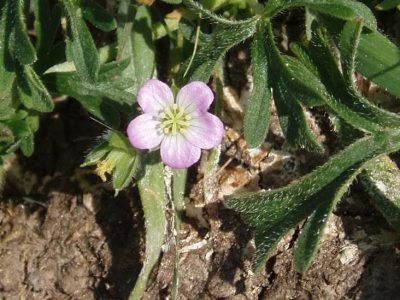 Geranium retrorsum