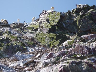 Gannets on Horuhoru rock