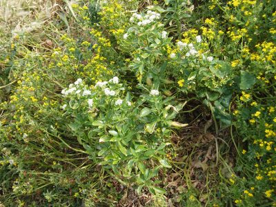 Cook’s scurvy grass Geranium retrorsum