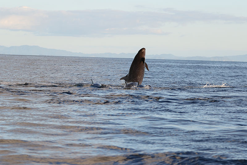 Adult male false killer whale breaching