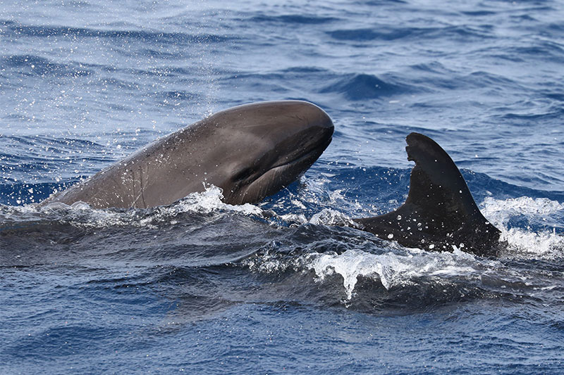 Juvenile false killer whale with its mother 