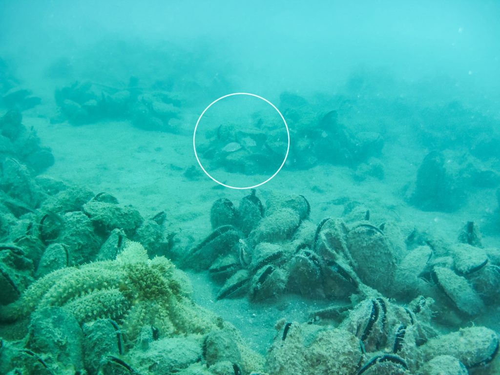 Juvenile snapper in a previously restored mussel reef at Mahurangi - Photo by Peter Van Kampen