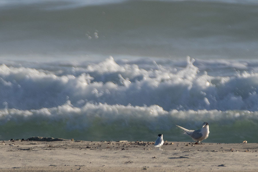 A white-fronted tern’s reaction to a NZ fairy tern decoy