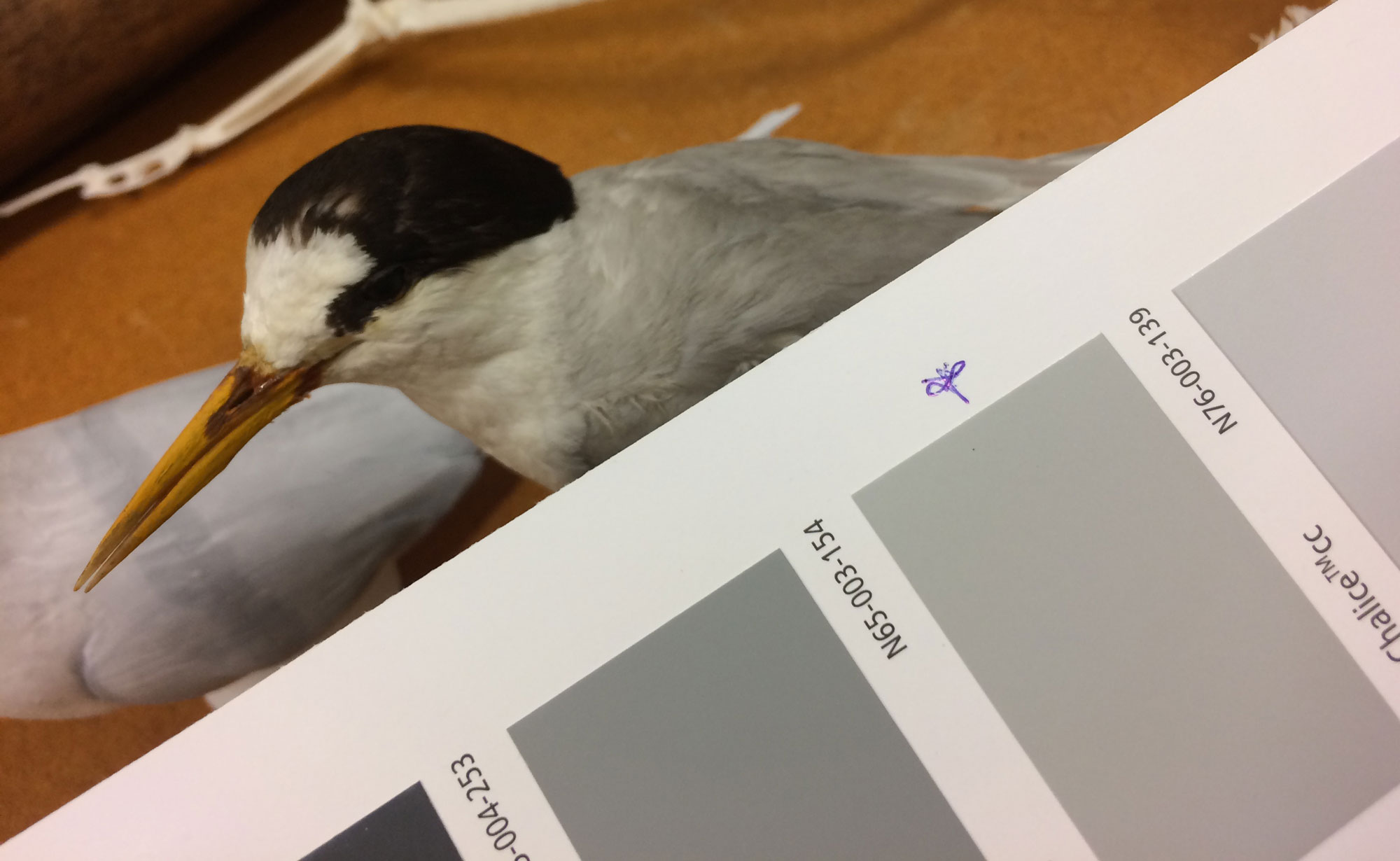 Colour matching the mounted specimen at Auckland Museum