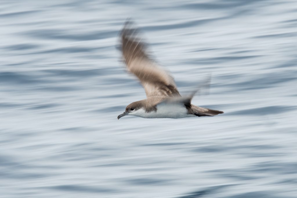 Buller’s shearwater by Edin Whitehead