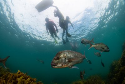 Snorkelling with tāmure - snapper at Goat Island