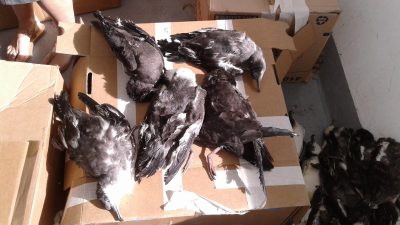 Dead and dying Buller’s and flesh-footed shearwaters that had been attracted to cruise ship lights off the Northland coast. Photo: DOC