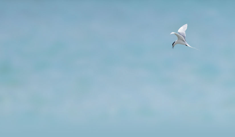 White-fronted tern, Sterna striata