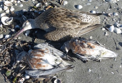 Dead shorebirds
