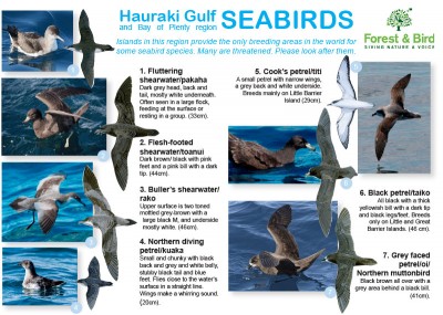 Seabird ID Guide 2016