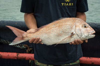 Snapper caught by Tiaki