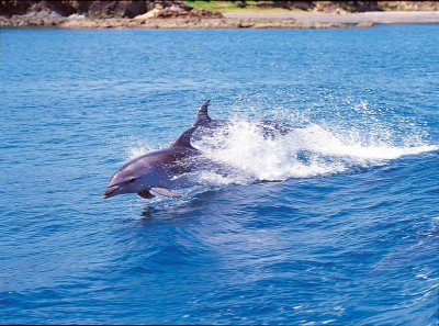 Great barrier, Ocean, Dolphins