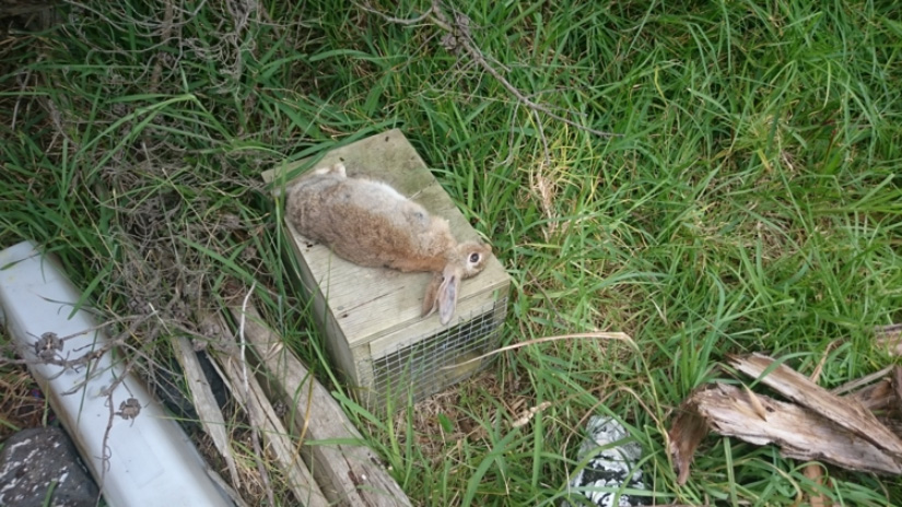 First rabbit caught in DOC200 trap – Jan 2015