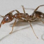 Argentine ant removed from Tiri