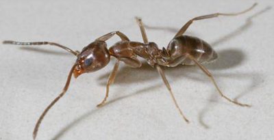 Argentine ant removed from Tiri