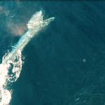 Drone footage of a Bryde’s whale lunging after prey