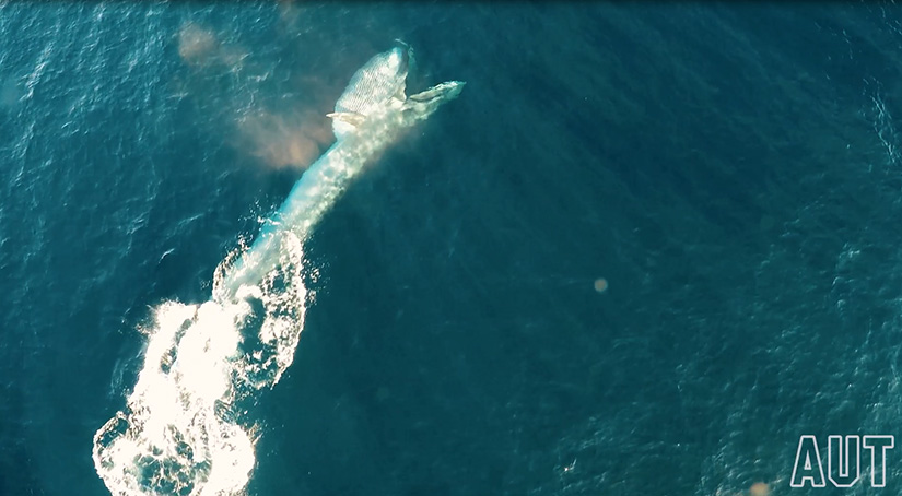 Drone footage of a Bryde’s whale lunging after prey