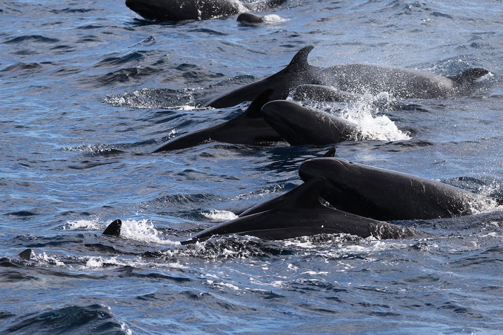 “A super pod of false killer whales, pilot whales and bottlenose