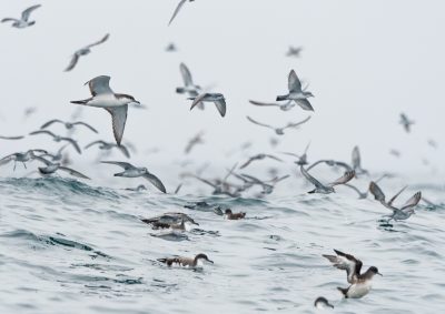 Seabirds by Edin Whitehead