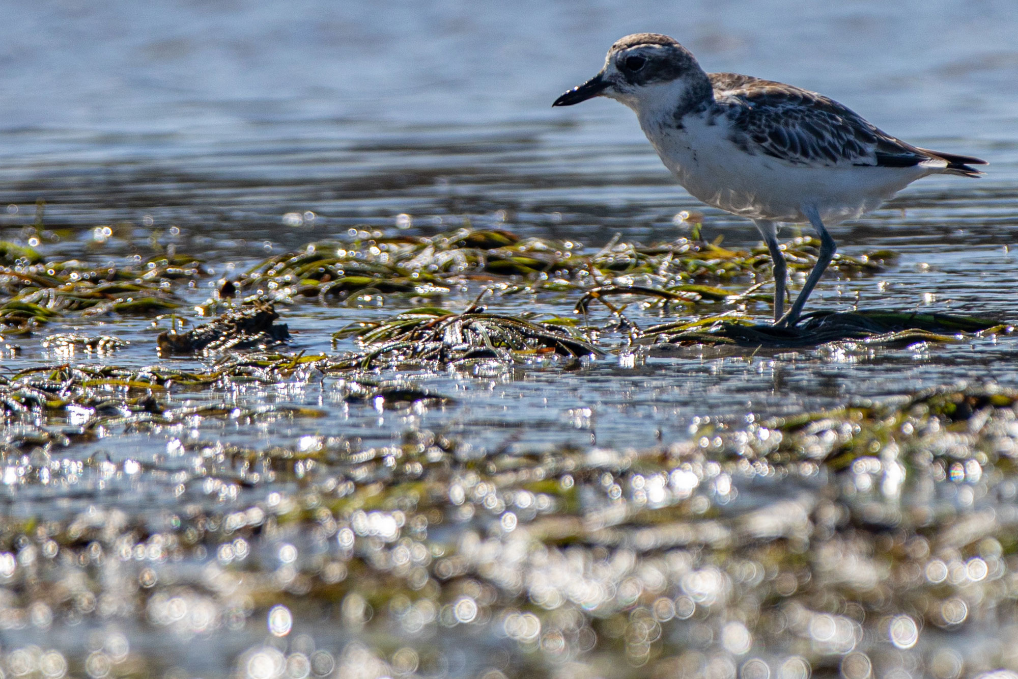 Tāmaki Estuary Seagrass | Hauraki Gulf Forum Tāmaki Estuary Seagrass