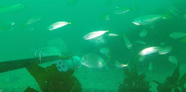 Using BRUVS underwater in the Hauraki Gulf Marine Park (c) Odette Howarth