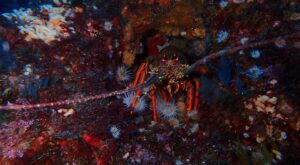 Crayfish in the Hauraki Gulf