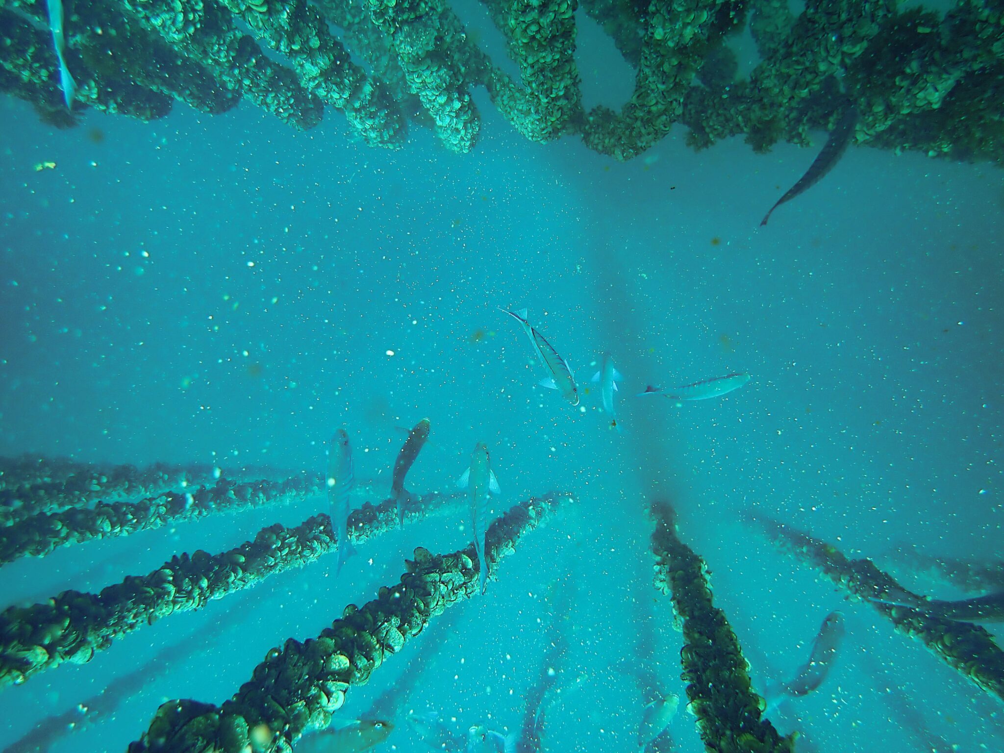 Do mussel farms provide nursery habitats for baby fish? Hauraki Gulf