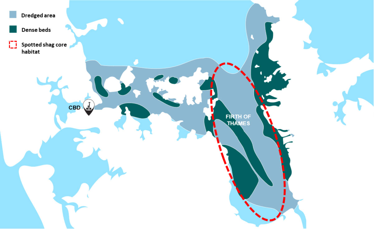 Kawau tikitiki modern core habitat overlain on a map showing the historic extent of dense kūtai beds and the dredging industry for them in the inner Hauraki gulf and Waitemata Harbour.  Tragically these beds were destroyed leading to the collapse of the industry in the 1960s and have not recovered to this day.  Base map by Revive Our Gulf.