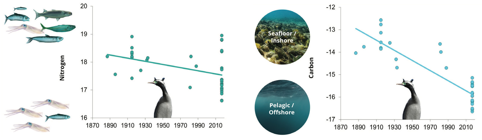 Stable isotope values for nitrogen and carbon from feathers of Hauraki Gulf kawau tikitiki collected between 1887 and 2020 indicate changing diet and foraging habitat by birds. Read more about this study in the State of our Seabirds 2021.