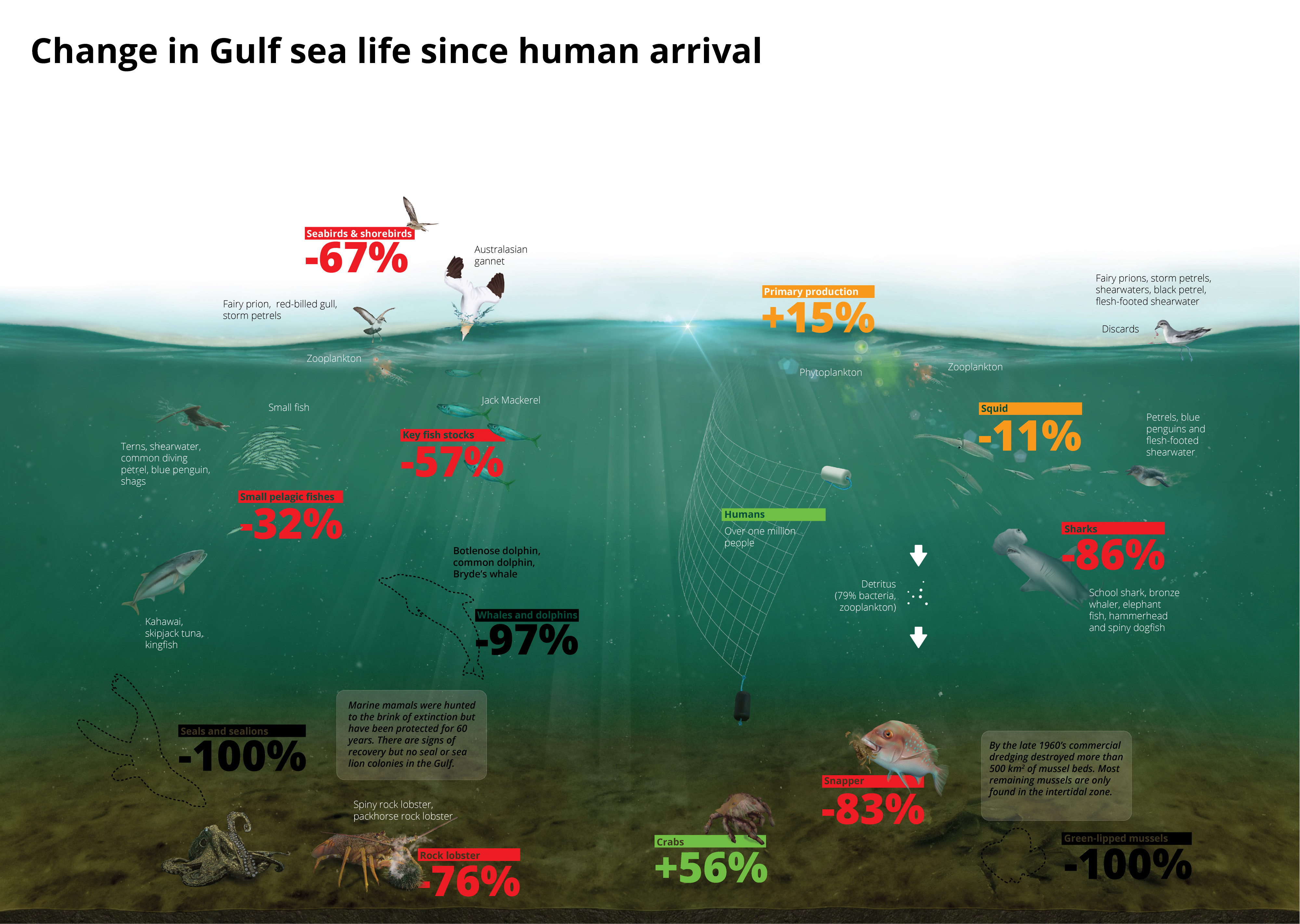 Change in Gulf sea life since human arrival