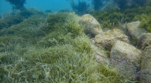 Exotic Caulerpa in Opuku Bay Aotea. Photo by Shaun Lee.