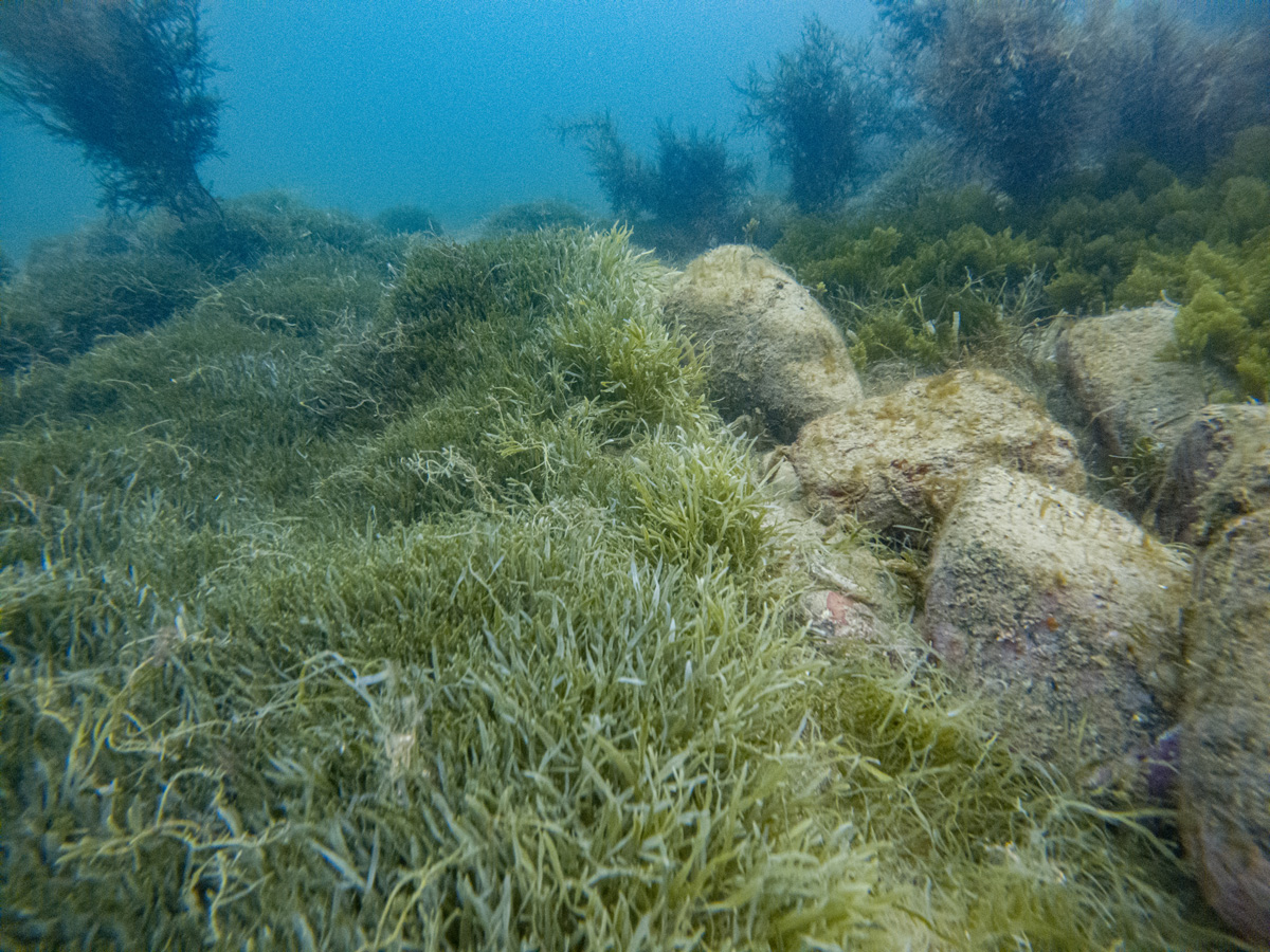 Exotic Caulerpa in Opuku Bay Aotea. Photo by Shaun Lee.