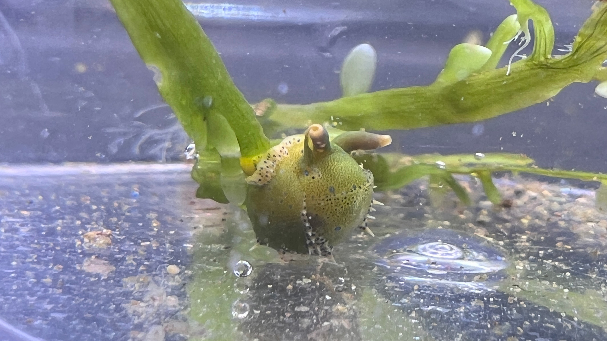 New snail in exotic Caulerpa sample. Photo by Aven Zhuang, University of Auckland.