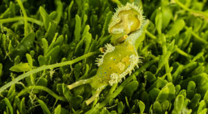 New snail found in exotic Caulerpa. Photo by Brett Sutton, Marine & Environmental Field Services Ltd.