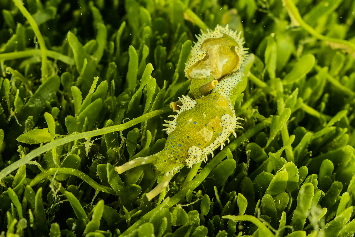 New snail found in exotic Caulerpa. Photo by Brett Sutton, Marine & Environmental Field Services Ltd.