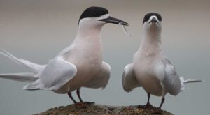 Tara / white-fronted tern courting with fish 'gift.