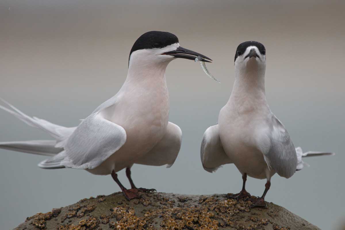 Tara / white-fronted tern courting with fish 'gift.