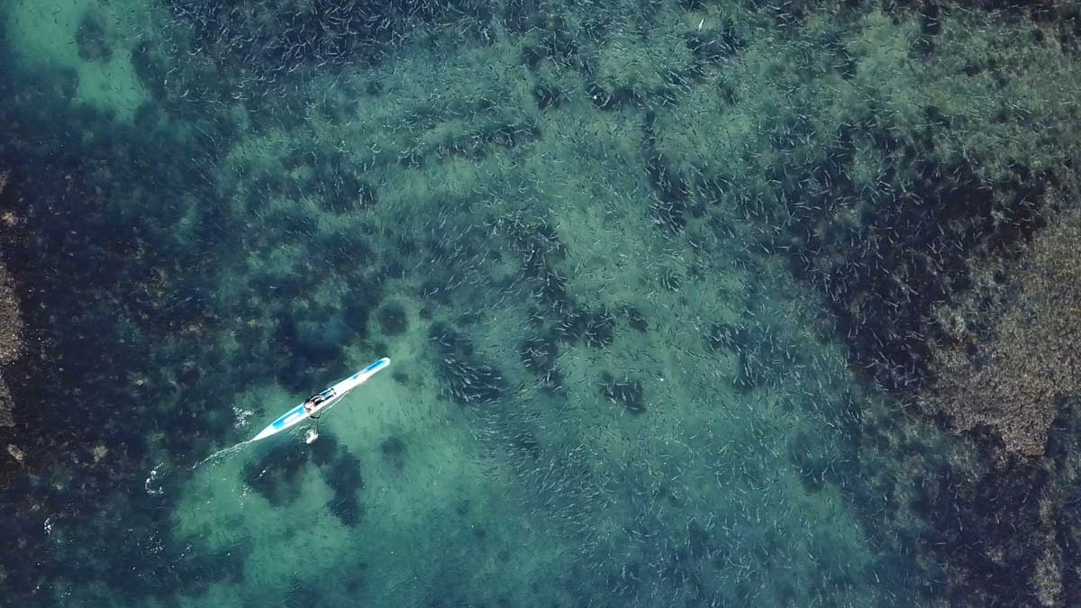 Large school of mullet in the Long Bay-Okura Marine Reserve. Photo Geoff Reid.