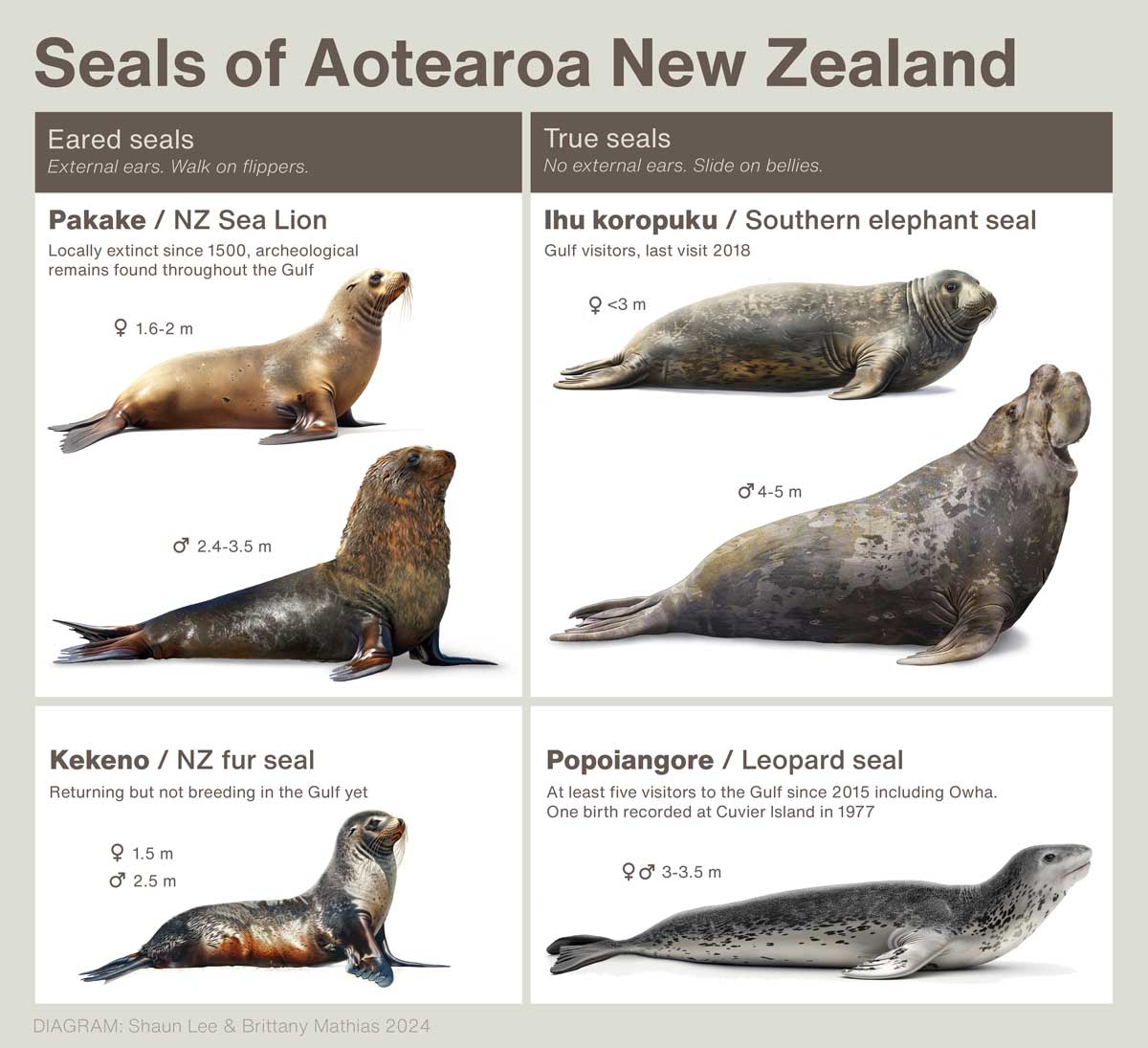 The seals of Aotearoa New Zealand