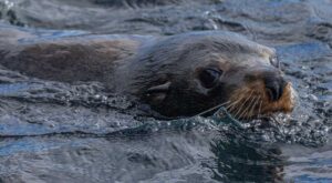 Kekeno at Tawharanui Marine Reserve. Photo by Shaun Lee.