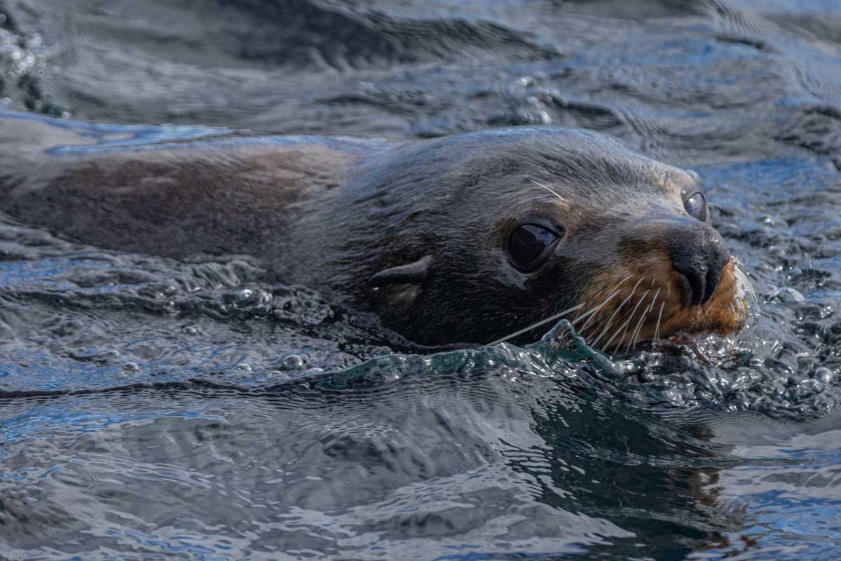 Kekeno at Tawharanui Marine Reserve. Photo by Shaun Lee.