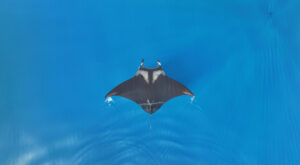 Oceanic Manta Ray photo by Lydia Green