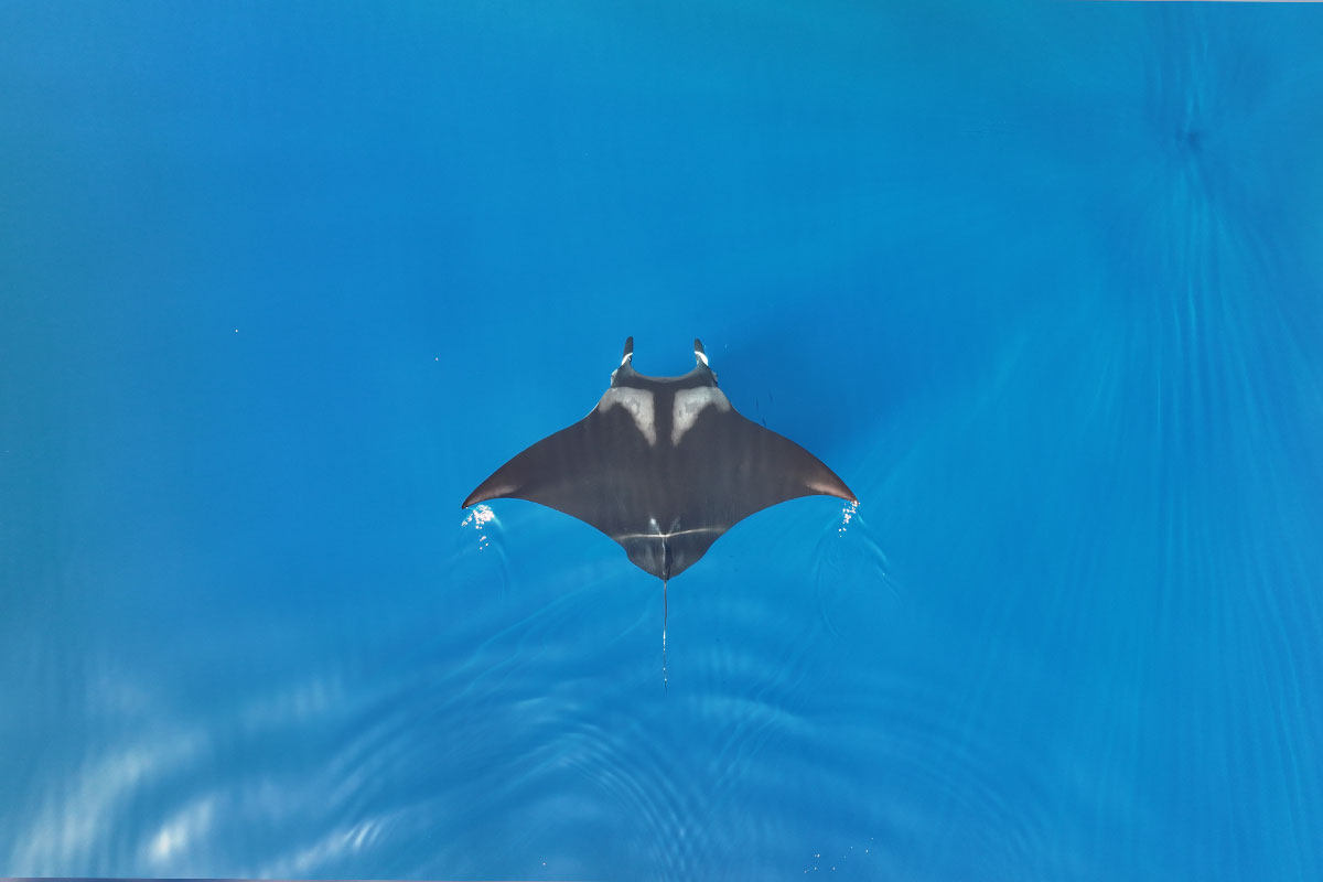 Oceanic Manta Ray photo by Lydia Green