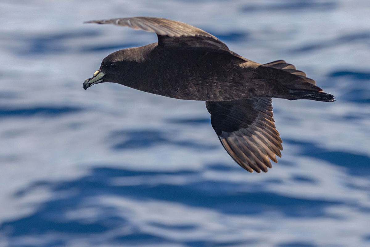 Tākoketai (black petrel) photo by Shaun Lee.