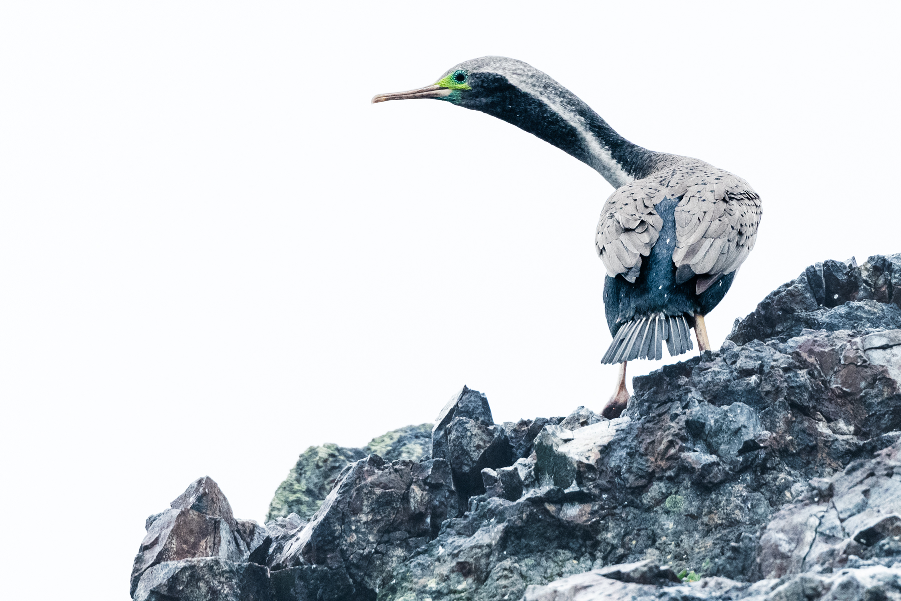 Kawau tikitiki (Spotted shag) photo by Edin Whitehead