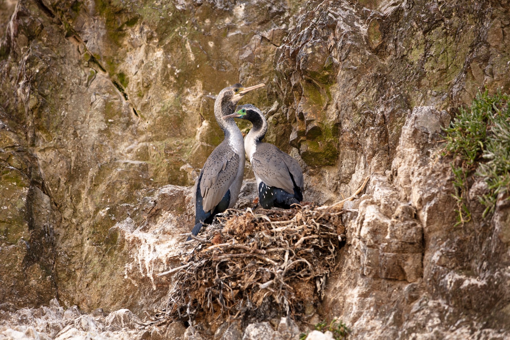 Kawau tikitiki (Spotted shag) photo by Jennifer Carol / Auckland Museum
