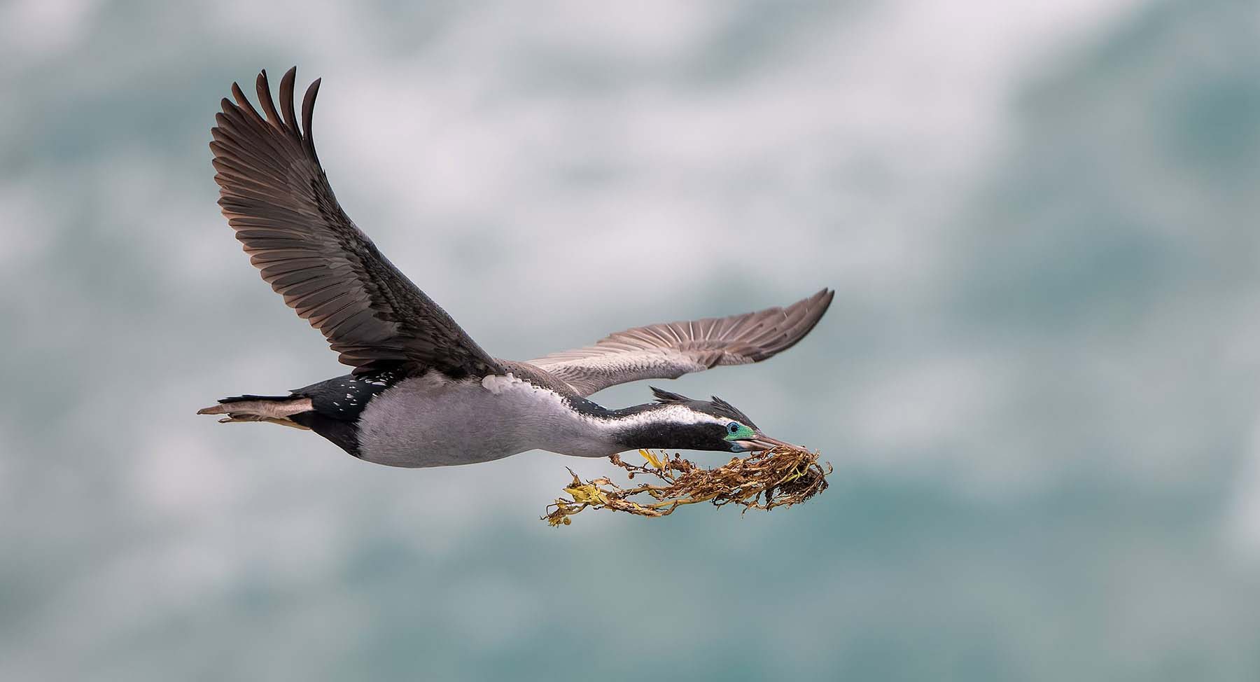 Kawau tikitiki (Spotted shag) photo by Tony Whitehead