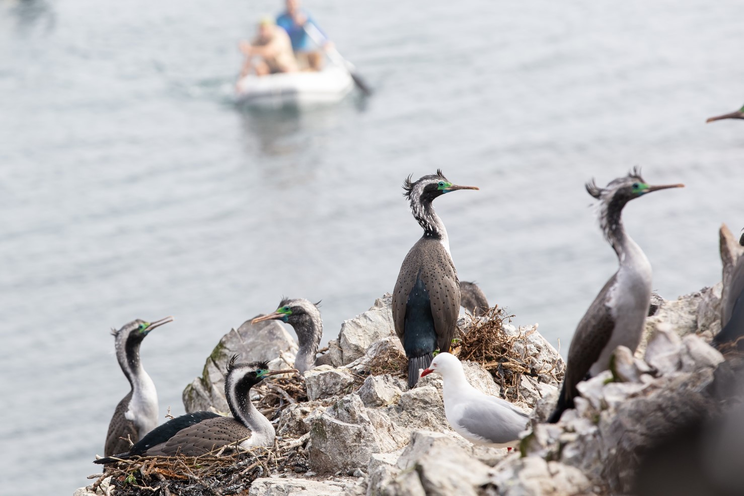 Kawau tikitiki (Spotted shag) photo by Jennifer Carol / Auckland Museum